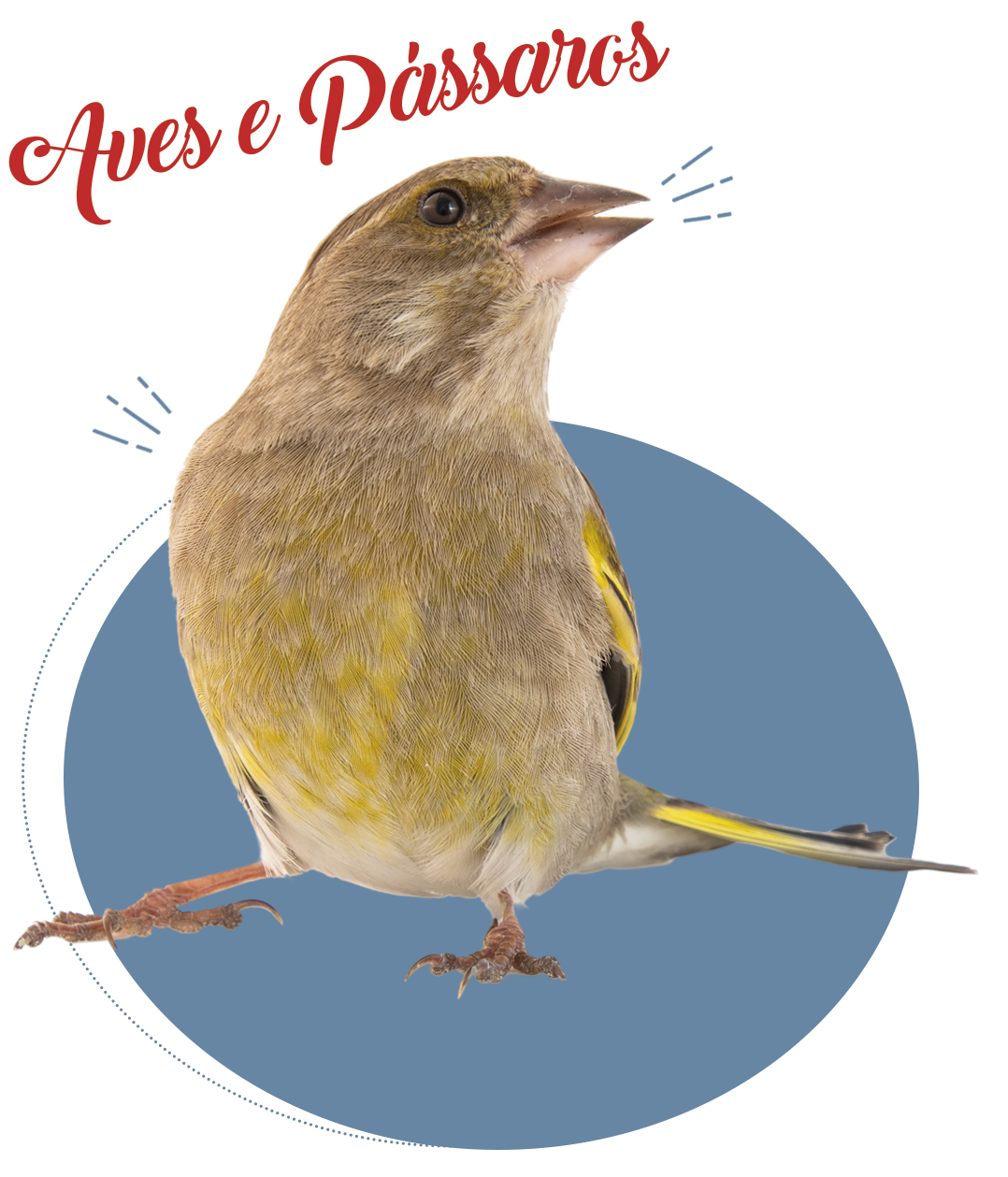 aves e pássaros em maringa boi forte