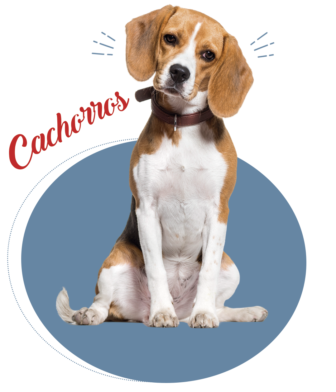 cachorros em maringa boi forte