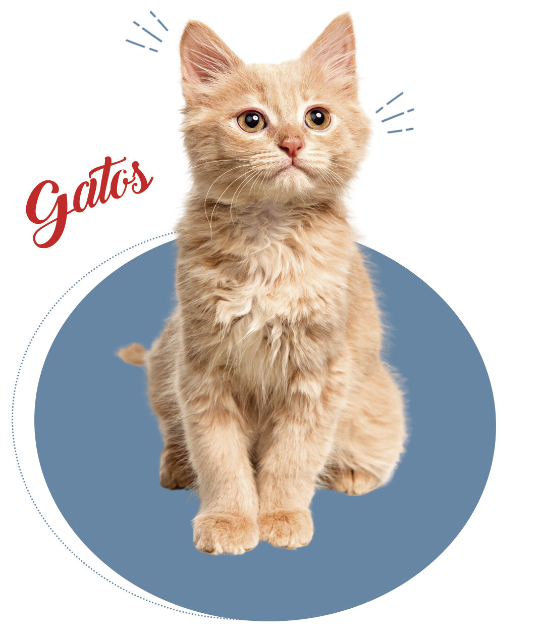 gatos em maringa boi forte